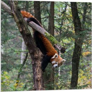 WallClassics - PVC Schuimplaat- Kleine Panda Hangend in de Boom - 80x80 cm Foto op PVC Schuimplaat