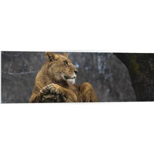 WallClassics - PVC Schuimplaat- Leeuwing op de Uitkijk in een Boom - 120x40 cm Foto op PVC Schuimplaat