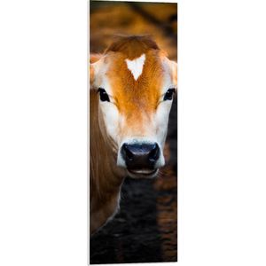 WallClassics - PVC Schuimplaat- Koe in de Stal - 30x90 cm Foto op PVC Schuimplaat