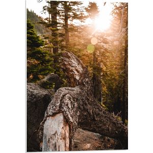 WallClassics - PVC Schuimplaat- Grote Gevallen Stronk - 50x75 cm Foto op PVC Schuimplaat