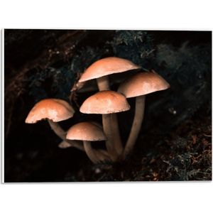 WallClassics - PVC Schuimplaat - Groepje Paddenstoelen - 40x30 cm Foto op PVC Schuimplaat (Met Ophangsysteem)