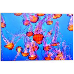 WallClassics - PVC Schuimplaat- Oranje Kwallen in Blauwe Zee - 60x40 cm Foto op PVC Schuimplaat
