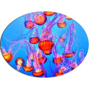 WallClassics - Dibond Ovaal - Oranje Kwallen in Blauwe Zee - 68x51 cm Foto op Ovaal (Met Ophangsysteem)