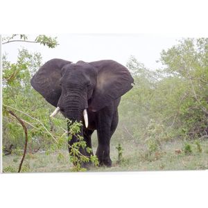 WallClassics - PVC Schuimplaat- Savanne Olifant tussen Groene Bomen - 75x50 cm Foto op PVC Schuimplaat