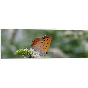 WallClassics - PVC Schuimplaat- Oranje Vlinder op Witte Bloem - 90x30 cm Foto op PVC Schuimplaat