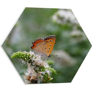 WallClassics - PVC Schuimplaat Hexagon  - Oranje Vlinder op Witte Bloem - 50x43.5 cm Foto op Hexagon (Met Ophangsysteem)