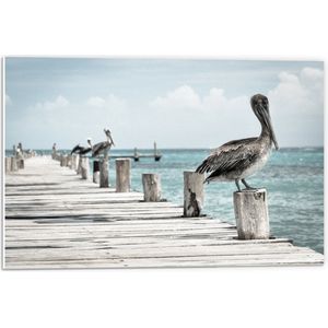 WallClassics - PVC Schuimplaat - Pelikaan op de Steiger - 60x40 cm Foto op PVC Schuimplaat (Met Ophangsysteem)