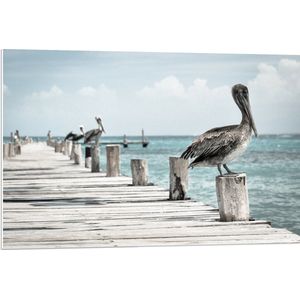 WallClassics - PVC Schuimplaat- Pelikaan op de Steiger - 90x60 cm Foto op PVC Schuimplaat