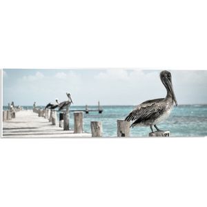 WallClassics - PVC Schuimplaat - Pelikaan op de Steiger - 60x20 cm Foto op PVC Schuimplaat (Met Ophangsysteem)