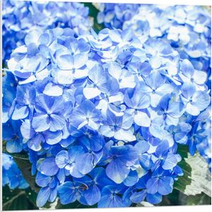 WallClassics - PVC Schuimplaat - Grote Blauwe Hortensia Bloemen - 80x80 cm Foto op PVC Schuimplaat (Met Ophangsysteem)