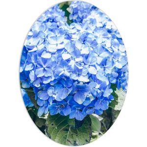 WallClassics - PVC Schuimplaat Ovaal - Grote Blauwe Hortensia Bloemen - 60x80 cm Foto op Ovaal  (Met Ophangsysteem)