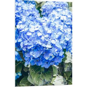 WallClassics - PVC Schuimplaat - Grote Blauwe Hortensia Bloemen - 70x105 cm Foto op PVC Schuimplaat (Met Ophangsysteem)