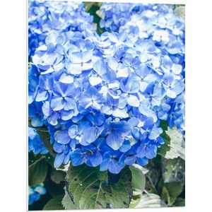 WallClassics - PVC Schuimplaat - Grote Blauwe Hortensia Bloemen - 60x80 cm Foto op PVC Schuimplaat (Met Ophangsysteem)