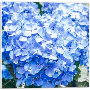 WallClassics - PVC Schuimplaat- Grote Blauwe Hortensia Bloemen - 50x50 cm Foto op PVC Schuimplaat