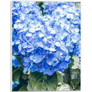 WallClassics - PVC Schuimplaat - Grote Blauwe Hortensia Bloemen - 30x40 cm Foto op PVC Schuimplaat (Met Ophangsysteem)