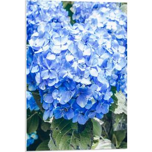 WallClassics - PVC Schuimplaat- Grote Blauwe Hortensia Bloemen - 50x75 cm Foto op PVC Schuimplaat