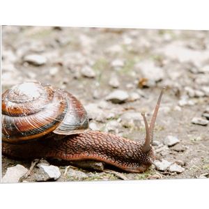WallClassics - PVC Schuimplaat- Slak in het Zand - 100x75 cm Foto op PVC Schuimplaat