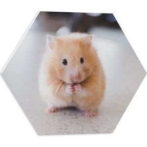 WallClassics - PVC Schuimplaat Hexagon  - Schattige Hamster op de Keukentafel - 40x34.8 cm Foto op Hexagon (Met Ophangsysteem)