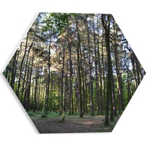 WallClassics - PVC Schuimplaat Hexagon  - Hoge Dunne Bomen - 30x26.1 cm Foto op Hexagon (Met Ophangsysteem)