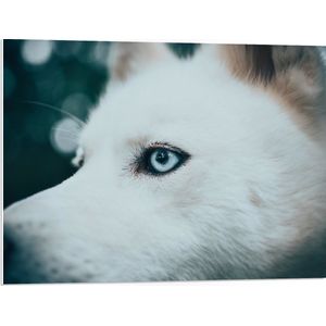 WallClassics - PVC Schuimplaat- Blauw Oog van een Witte Wolf - 80x60 cm Foto op PVC Schuimplaat