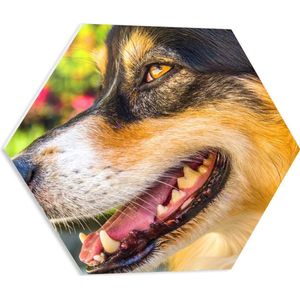 WallClassics - PVC Schuimplaat Hexagon  - Australische Herder van Dichtbij - 50x43.5 cm Foto op Hexagon (Met Ophangsysteem)