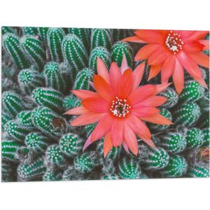 WallClassics - Vlag - Rode Bloemen op Cactusjes - 80x60 cm Foto op Polyester Vlag