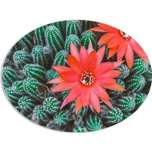 WallClassics - PVC Schuimplaat Ovaal - Rode Bloemen op Cactusjes - 96x72 cm Foto op Ovaal  (Met Ophangsysteem)