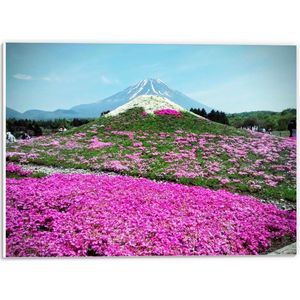 WallClassics - PVC Schuimplaat- Roze Bloemenveld met Berg in Achtergrond - 40x30 cm Foto op PVC Schuimplaat