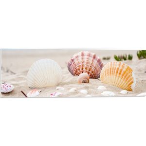 WallClassics - PVC Schuimplaat- Schelpjes in het Zand op het Strand - 90x30 cm Foto op PVC Schuimplaat