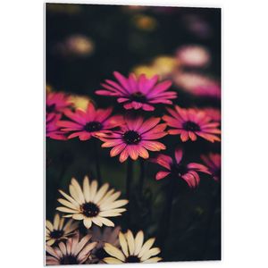 WallClassics - PVC Schuimplaat - Roze-Witte Bloemen met Takken - 60x90 cm Foto op PVC Schuimplaat (Met Ophangsysteem)