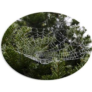 WallClassics - PVC Schuimplaat Ovaal - Spinnenweb tussen Planten - 40x30 cm Foto op Ovaal  (Met Ophangsysteem)
