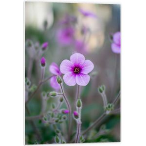 WallClassics - PVC Schuimplaat- Roze Bloempje aan Takjes - 60x90 cm Foto op PVC Schuimplaat