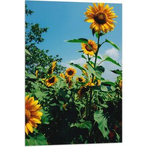 WallClassics - Vlag - Zonnebloemen in het Veld met Stralende Lucht - 60x90 cm Foto op Polyester Vlag