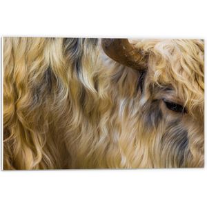 WallClassics - PVC Schuimplaat - Koe met Lange Haren - 60x40 cm Foto op PVC Schuimplaat (Met Ophangsysteem)