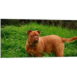 WallClassics - PVC Schuimplaat - Hond Opzoek naar de Bal in het Gras - 100x50 cm Foto op PVC Schuimplaat (Met Ophangsysteem)