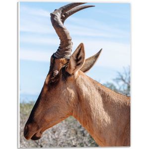 WallClassics - PVC Schuimplaat- Kop van een Antilope - 30x40 cm Foto op PVC Schuimplaat