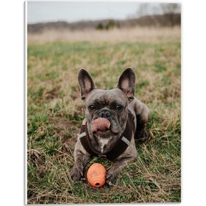 WallClassics - PVC Schuimplaat - Spelende Hond in het Gras - 30x40 cm Foto op PVC Schuimplaat (Met Ophangsysteem)