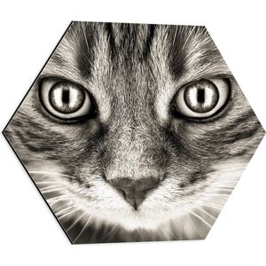 WallClassics - Dibond Hexagon - Kat Kijkt je Aan - 50x43.5 cm Foto op Hexagon (Met Ophangsysteem)