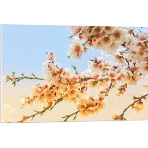 WallClassics - PVC Schuimplaat- Lichtgekleurde Bloementak - 90x60 cm Foto op PVC Schuimplaat
