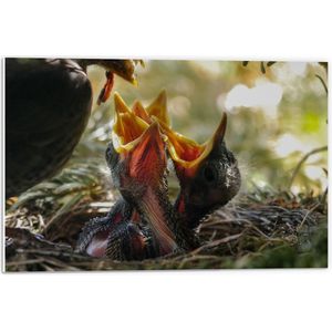 WallClassics - PVC Schuimplaat - Baby Vogeltjes Krijgen Eten - 60x40 cm Foto op PVC Schuimplaat (Met Ophangsysteem)