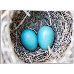 WallClassics - PVC Schuimplaat- Blauwe Eieren in een Nest - 40x30 cm Foto op PVC Schuimplaat