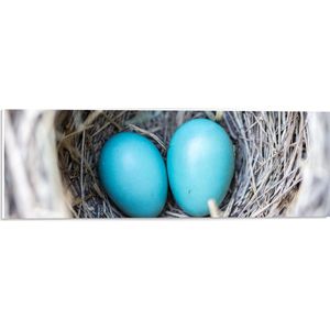 WallClassics - PVC Schuimplaat- Blauwe Eieren in een Nest - 60x20 cm Foto op PVC Schuimplaat