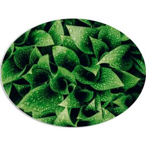 WallClassics - PVC Schuimplaat Ovaal - close-Up Waterdruppels op Groene Plant - 80x60 cm Foto op Ovaal  (Met Ophangsysteem)