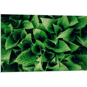 WallClassics - PVC Schuimplaat- close-Up Waterdruppels op Groene Plant - 90x60 cm Foto op PVC Schuimplaat