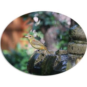 WallClassics - PVC Schuimplaat Ovaal - Gele Tangare Vogel bij een Fontein - 108x81 cm Foto op Ovaal  (Met Ophangsysteem)