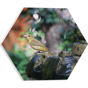 WallClassics - PVC Schuimplaat Hexagon  - Gele Tangare Vogel bij een Fontein - 30x26.1 cm Foto op Hexagon (Met Ophangsysteem)