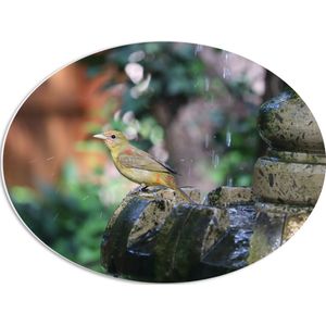 WallClassics - PVC Schuimplaat Ovaal - Gele Tangare Vogel bij een Fontein - 56x42 cm Foto op Ovaal  (Met Ophangsysteem)