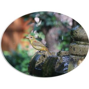 WallClassics - PVC Schuimplaat Ovaal - Gele Tangare Vogel bij een Fontein - 68x51 cm Foto op Ovaal  (Met Ophangsysteem)
