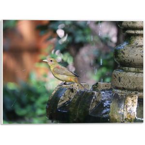 WallClassics - PVC Schuimplaat - Gele Tangare Vogel bij een Fontein - 40x30 cm Foto op PVC Schuimplaat (Met Ophangsysteem)