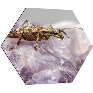 WallClassics - Dibond Hexagon - Insect op een Paars Kristal - 80x69.6 cm Foto op Hexagon (Met Ophangsysteem)